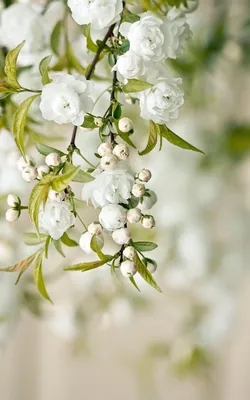 Wallpaper Pink and White Flower in Tilt Shift Lens, Background - Download  Free Image
