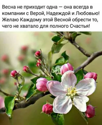 В парке Киото зацвели сакуры: фото - Киев Vgorode.ua