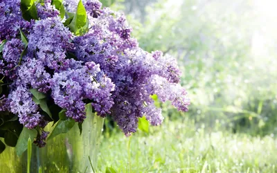 New Spring Flowers 2560 x 1600 widescreen Wallpaper
