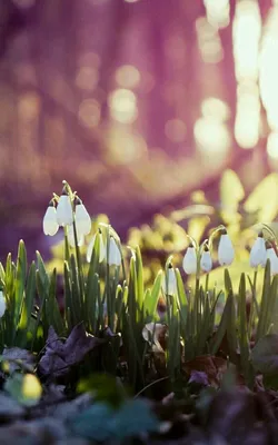 Обои flowers, цветы, бабочки, весна, белый фон на рабочий стол