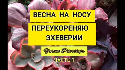 Весна на носу Вот сижу и думаю расцвести - выпуск №793401
