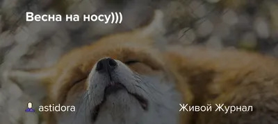 Весна на носу... Весення гамма оттенков тоже может подходить для дизайна  интерьера. Зелёный цвет даёт в сочетании с голубым ощущение воздуха… |  Цветы, Весна, Дизайн