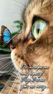 Весна на носу - Весенние картинки.. Гифка - 4618