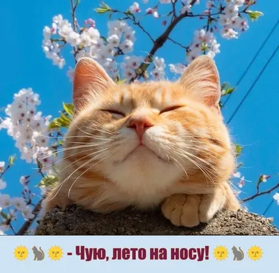 Иллюстрация Весна на носу! в стиле 2d, книжная графика |