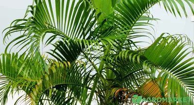 СЕМЕЙСТВО АРЕКОВЫЕ ИЛИ ПАЛЬМЫ (ARECACEAE) - что такое в Биологической  энциклопедии
