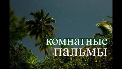3 самые простые в уходе пальмы