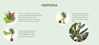 различные виды пальм и домашних растений в горшках у входа в цветочный  магазин Редакционное Фото - изображение насчитывающей солнце, дата:  220169621