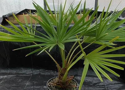 Набор семян пальм 7 видов (Chamaerops, Coccothrinax, Licuala, Hyophorbe,  Sabal, Cycas) (ID#1715997741), цена: 450 ₴, купить на Prom.ua