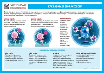 Вылазит Реклама на Весь Экран! Поймал Вирус на Телефон! Как Избавиться от  Рекламы на Смартфоне | Смартфон, Телефон, Реклама
