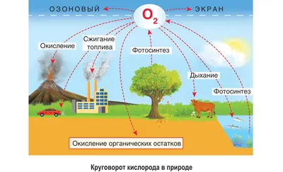 Calaméo - 9 класс биология Биосфера и человек