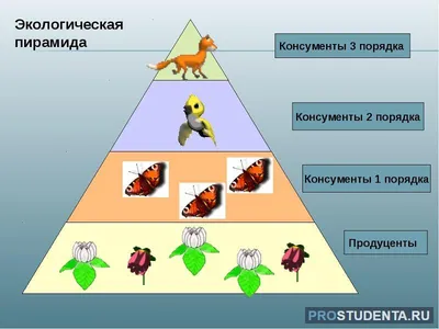 Презентация и разработка урока по биологии на тему: \"Антропогенное  воздействие на биосферу.. Основы рационального природопользования\".