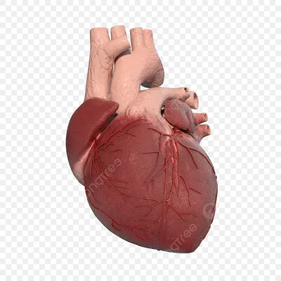 https://www.istockphoto.com/ru/%D1%84%D0%BE%D1%82%D0%BE/%D0%B2%D0%BD%D1%83%D1%82%D1%80%D0%B5%D0%BD%D0%BD%D0%B8%D0%B5-%D0%BE%D1%80%D0%B3%D0%B0%D0%BD%D1%8B-%D0%B2%D0%B8%D0%B4-%D1%81%D0%BF%D0%B5%D1%80%D0%B5%D0%B4%D0%B8-gm152938438-16026323