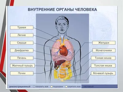 Организм ЧЕЛОВЕКА. Что у тебя внутри? - YouTube