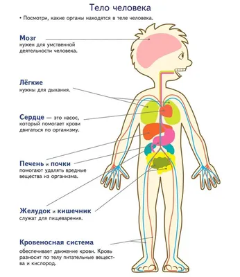 Все Внутренние Органы Самцов Тела — стоковые фотографии и другие картинки  Внутренний орган человека - Внутренний орган человека, Анатомия,  Дыхательная система - iStock