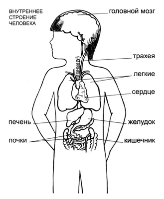 Модель человеческого тела, торса, внутренних органов, 11 дюймов, для  обучения студентам | AliExpress