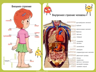 Картинки внутренности человека по окружающему миру (67 фото) » Картинки и  статусы про окружающий мир вокруг