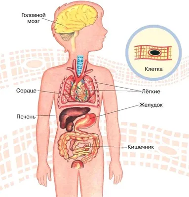 Иллюстрация 8 из 23 для Демонстрационные картинки Тело человека, 16 картинок  | Лабиринт - книги. Источник: Акимова