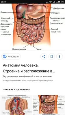 Картинки с органами человека для учеников 4 класса