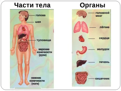 Внутренние органы Стоковые фотографии, картинки, все без лицензионных  отчислений - Envato Elements