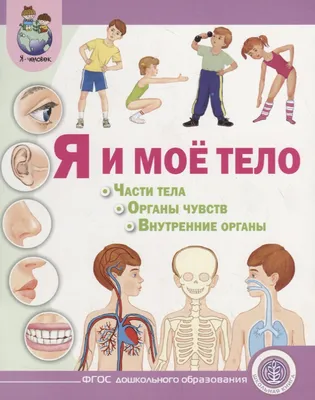 Медицинская Иллюстрация Прозрачности Анатомии Человека, Взгляд. Скелет,  Мышцы, Внутренние Органы, Показаны Отдельные Части, Изолированных На Белом  Фоне. 3D Визуализации Для Науки. Фотография, картинки, изображения и  сток-фотография без роялти. Image ...