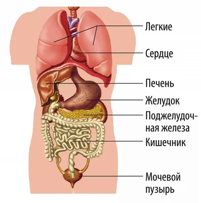 Картинки внутренних органов (49 фото) » Юмор, позитив и много смешных  картинок