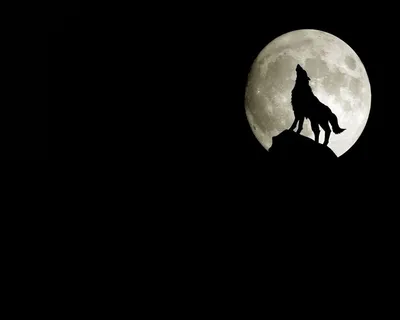 Почему волки воют на луну 🌕🐺 | Wiki | |•ВОЛЧОНОК|TEEN WOLF•| Amino