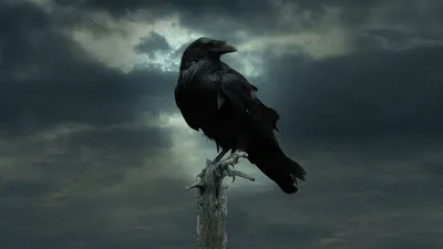 Обыкновенный ворон Bird Tree Desktop, ворона, животные, фотография, ветка  png | PNGWing