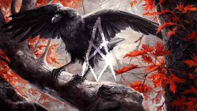 Картинка на рабочий стол птица, ворон, crows 1400 x 1050