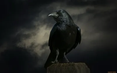 Картинка crow, Ворон, полет, дым, брызги, черное HD фото, обои для рабочего  стола