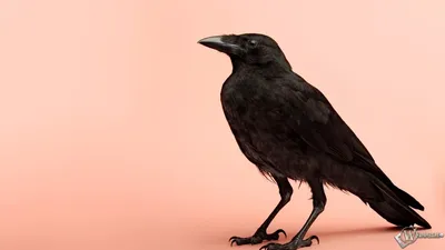 Ворона Хэллоуин украшение вороны декор черный Рабочий стол Опора украшения  Fakestandrealisticworkmanshipgreat большой ужас Fly Secne | AliExpress