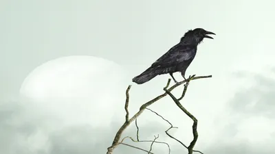 Скачать обои Ворон, Птица, Арт в разрешении 1920x1080 на рабочий стол