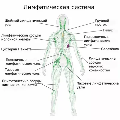 Почему воспаляются лимфоузлы — самые распространенные причины | | Infopro54  - Новости Новосибирска. Новости Сибири