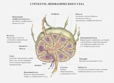 Увеличенные лимфоузлы на шее у детей лечение гомеопатией - Клиника С  Ганемана