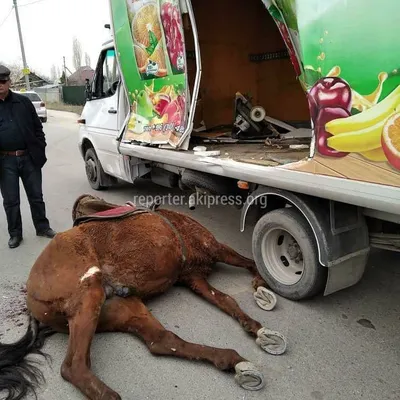 Костюм надувной Всадник на белой лошади