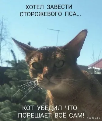 Свежие футбольные мемы. Вся серия побед Конте на одной картинке ,интернет  реакция на празднование гола Ибрагимовича, и другие интересные мемы ⊕  Новости футбола на M.footballhd.ru