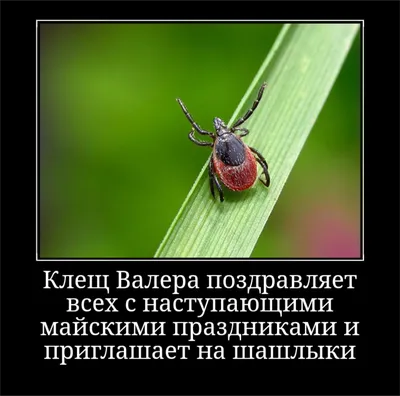 Время жарить мясо!