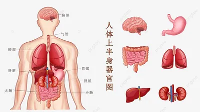 https://www.istockphoto.com/ru/%D1%84%D0%BE%D1%82%D0%BE/%D0%B2%D0%BD%D1%83%D1%82%D1%80%D0%B5%D0%BD%D0%BD%D0%B8%D0%B5-%D0%BE%D1%80%D0%B3%D0%B0%D0%BD%D1%8B-%D0%B2%D0%B8%D0%B4-%D1%81%D0%B7%D0%B0%D0%B4%D0%B8-gm152938306-16025449