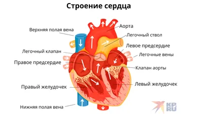 Купить Организм человека (А1) в Минске в Беларуси | Стоимость: за 4.14 руб.