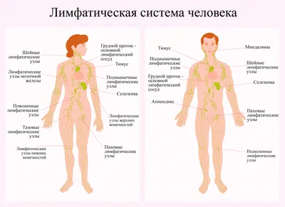 Картинки органы человека расположение окружающий мир (69 фото) » Картинки и  статусы про окружающий мир вокруг