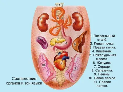 Анатомия человека фото - origins.org.ua