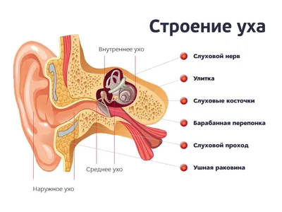 Органы человека рисунок (47 фото) » Рисунки для срисовки и не только