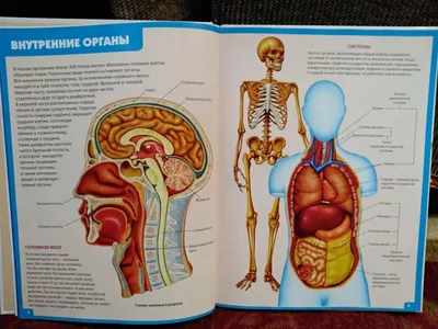 Острый лимфолейкоз: симптомы, признаки, лечение, прогноз