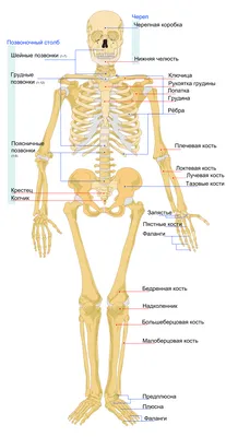 Внутренние органы человека Модель человеческого тела Стоковое Фото -  изображение насчитывающей кишечники, думмично: 88496576
