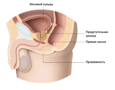 Все органы человека на картинке фотографии