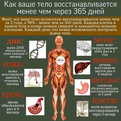 Передняя Часть На Организм Человека — стоковые фотографии и другие картинки  Трёхразмерный - Трёхразмерный, Женский облик, Живот - iStock
