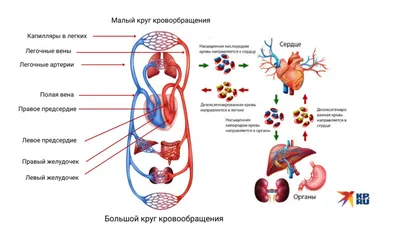 2 714 318 рез. по запросу «Тело человека» — изображения, стоковые  фотографии, трехмерные объекты и векторная графика | Shutterstock