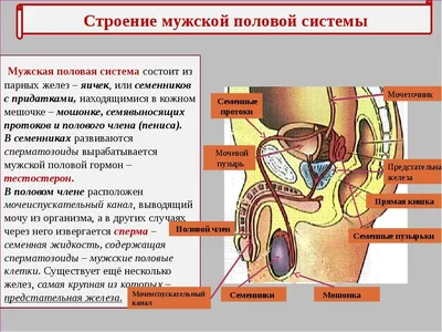 Органы человека картинки для детей - 16 фото