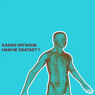Скелет человека — Википедия