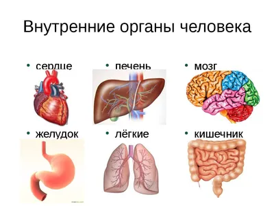 Расположение и анатомия предстательной железы | Meestetervis.ee