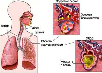 Картинки Внутренние органы человека (37 шт.) - #4013